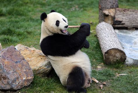 Wild Giant Panda Parimatch